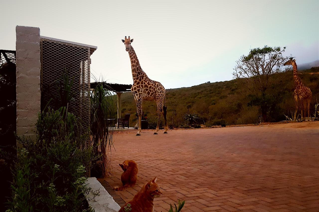 Graceland Eco Retreat Magoebaskloof Buitenkant foto